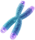 Telomer-Analyse